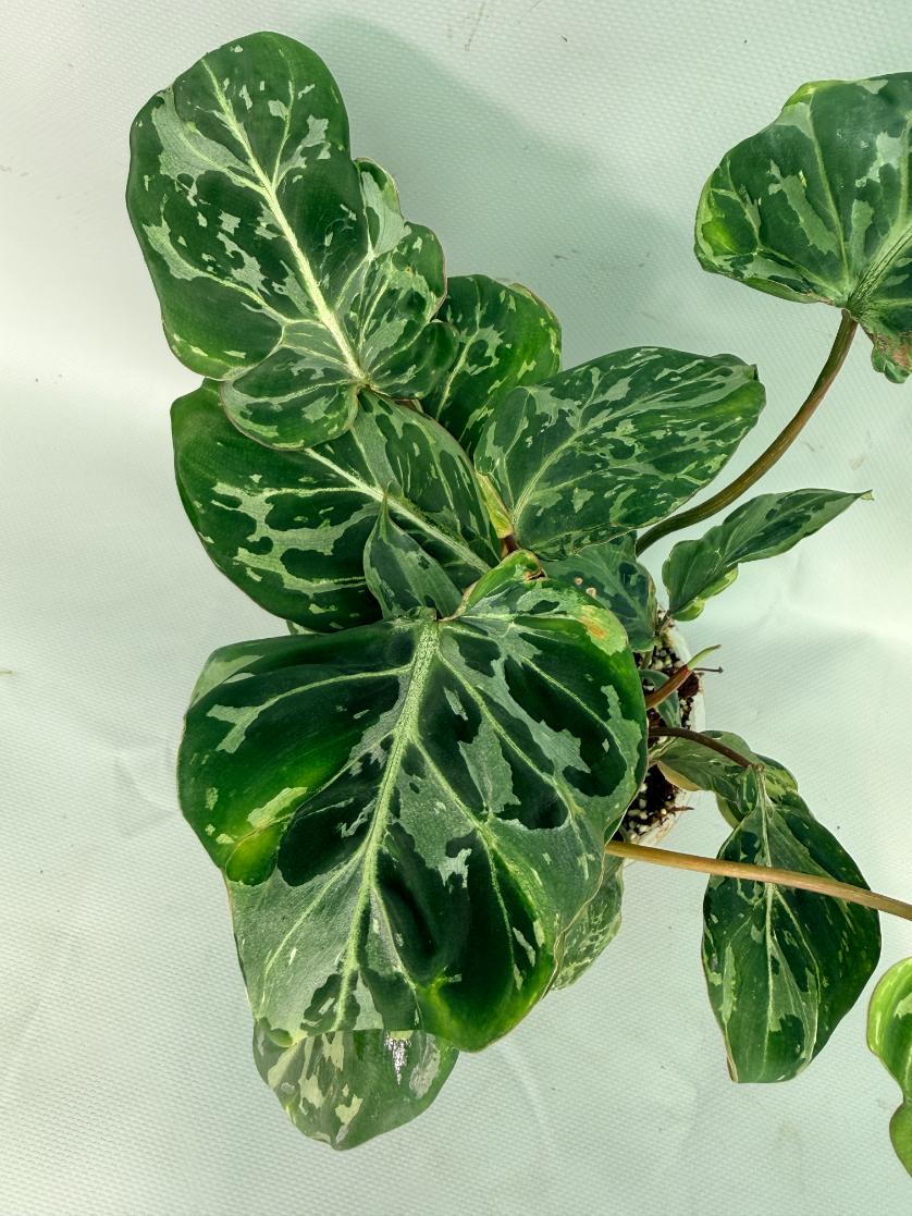 Philodendron Gloriosum Variegata 04