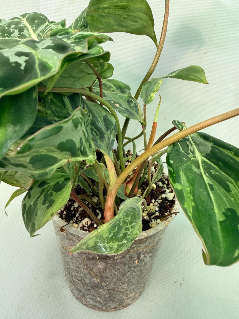 Philodendron Gloriosum Variegata 05