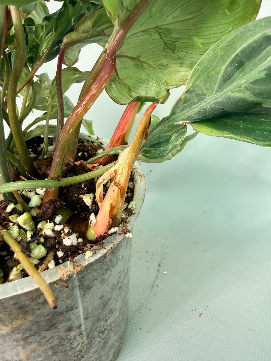 Philodendron Gloriosum Variegata 06