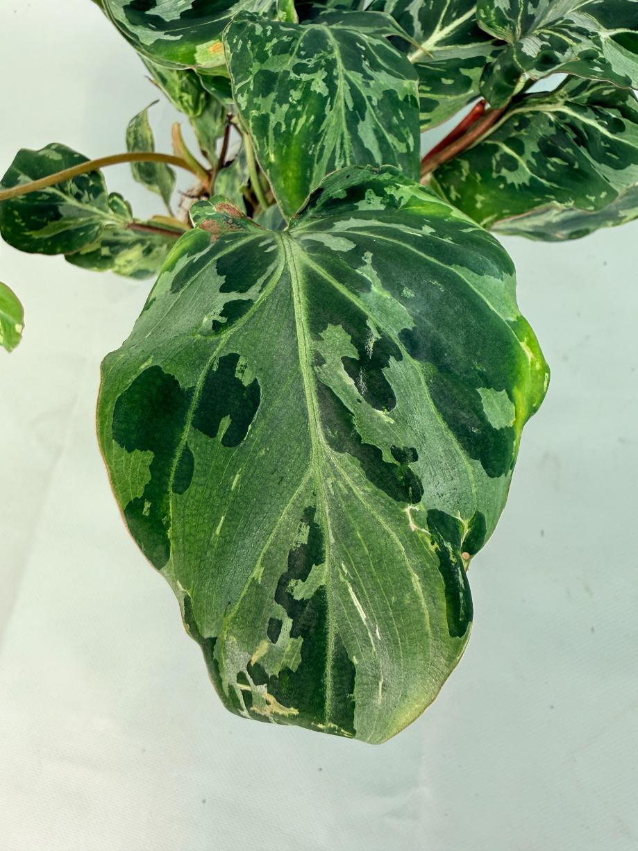 Philodendron Gloriosum Variegata 07