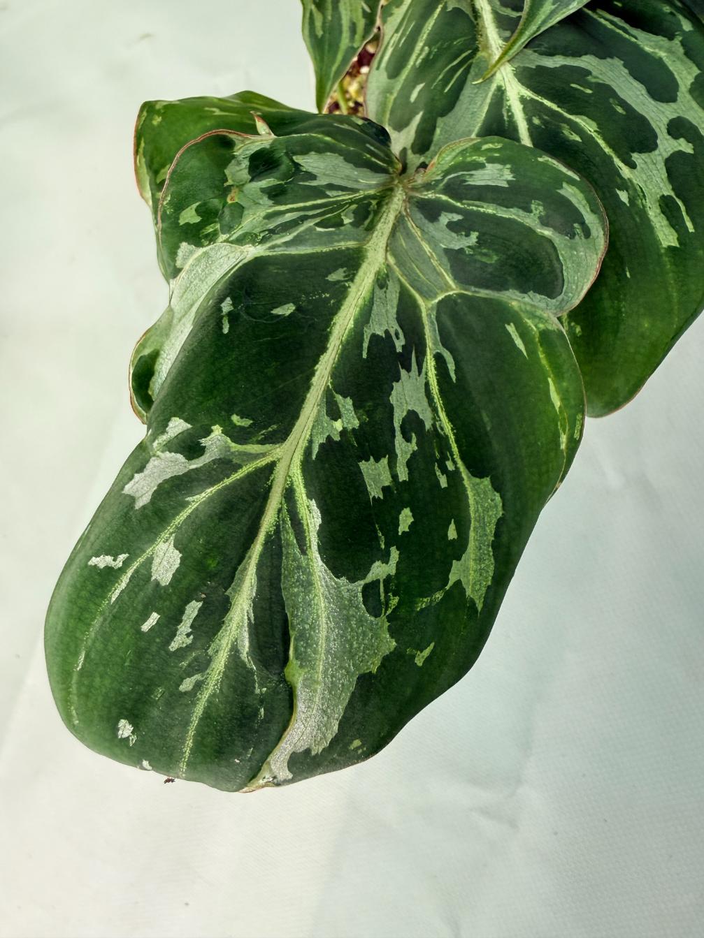 Philodendron Gloriosum Variegata 08