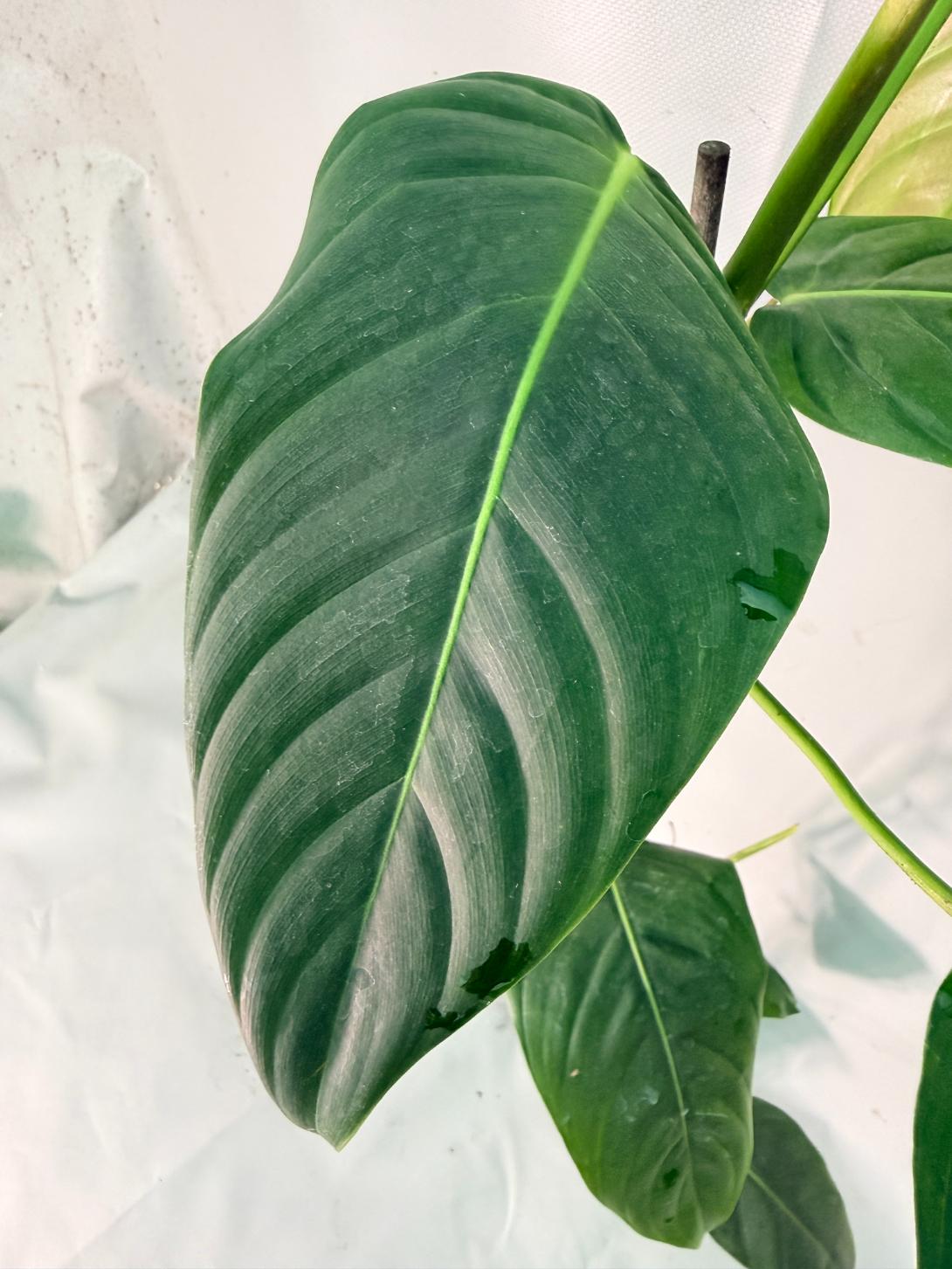 Philodendron Patriciae XL 09