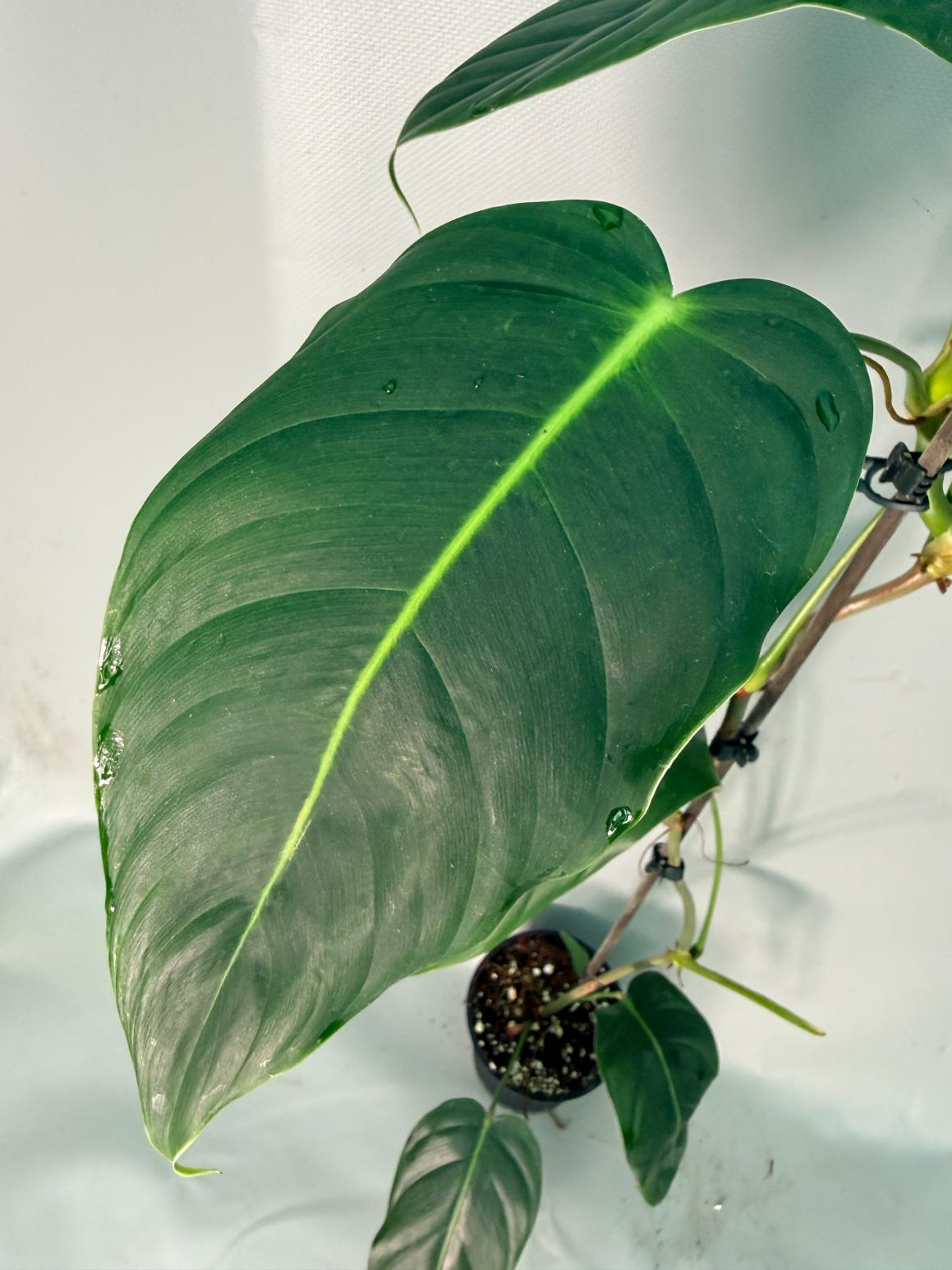 Philodendron Patriciae XL 10