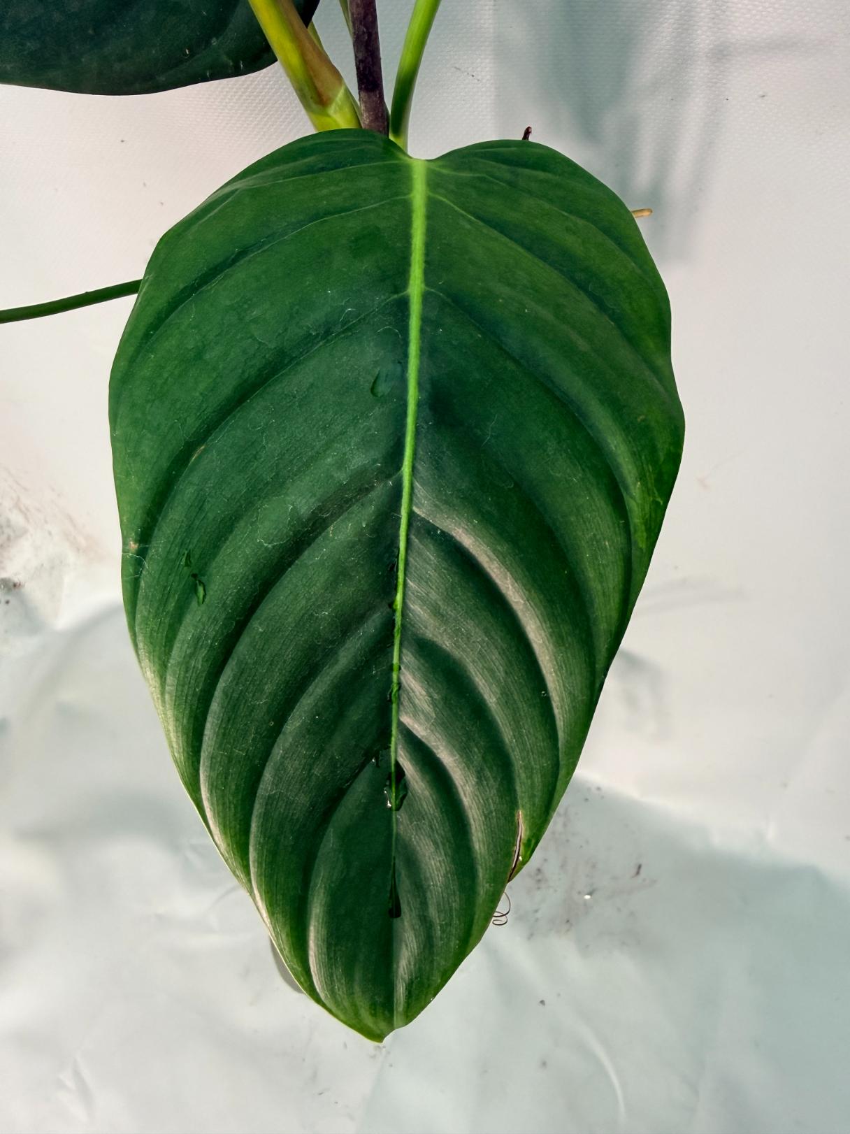 Philodendron Patriciae XL 11