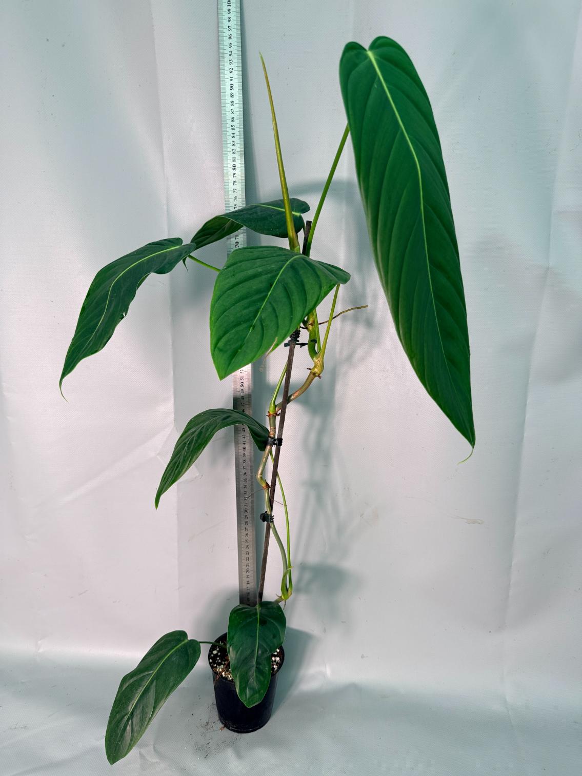 Philodendron Patriciae XL 02