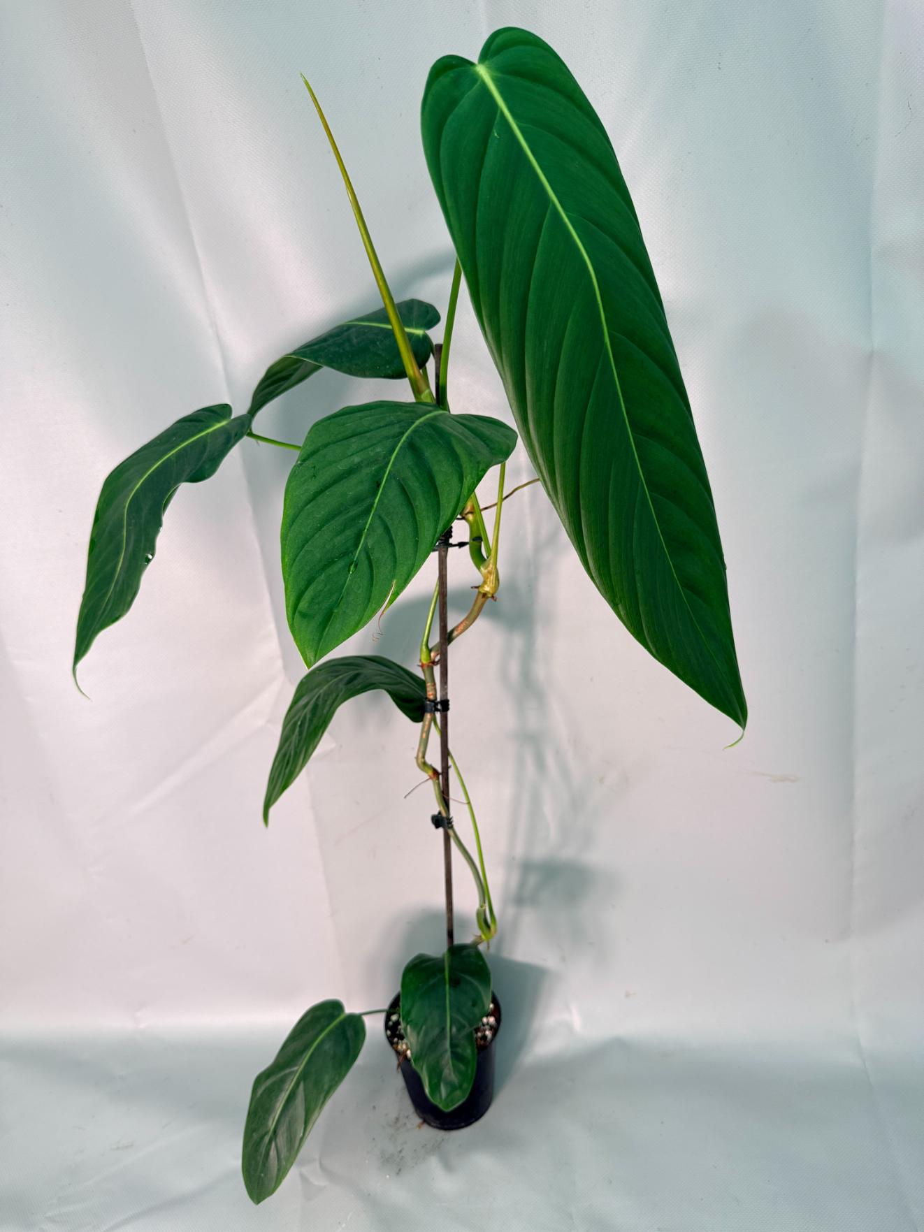Philodendron Patriciae XL 01