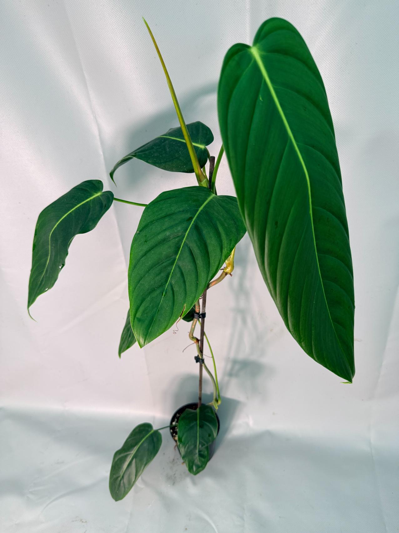 Philodendron Patriciae XL 03