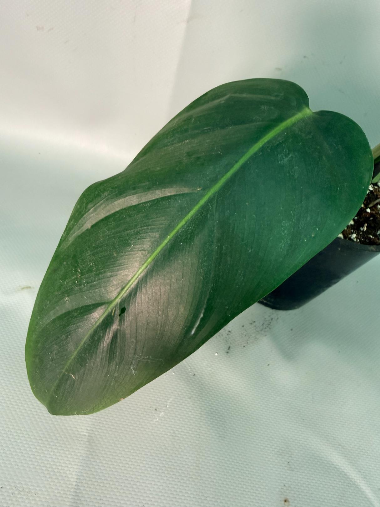 Philodendron Patriciae XL 04