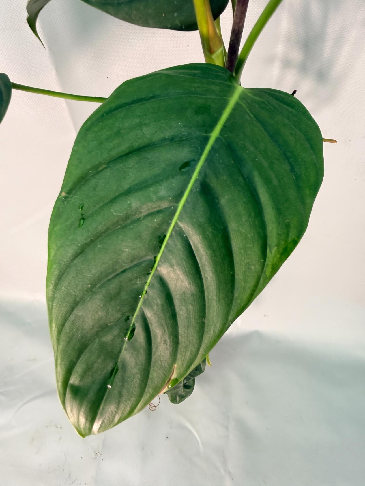 Philodendron Patriciae XL 05