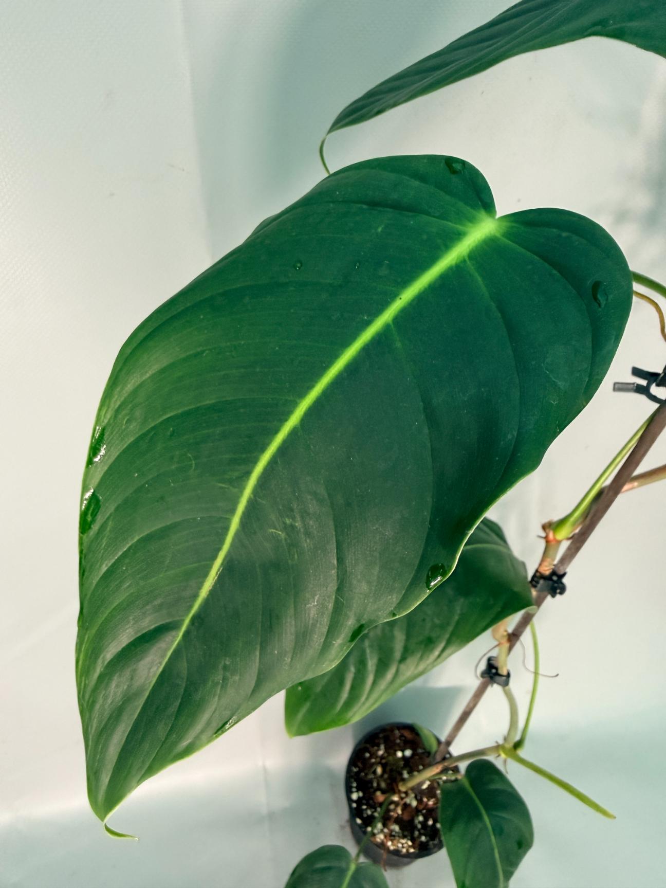 Philodendron Patriciae XL 06