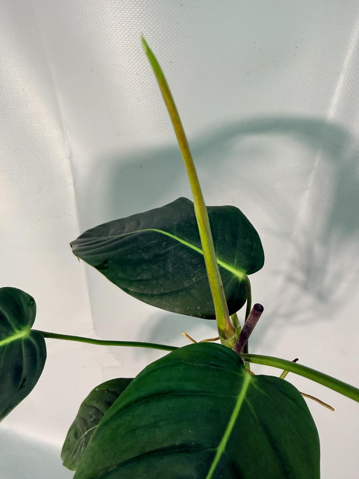 Philodendron Patriciae XL 07