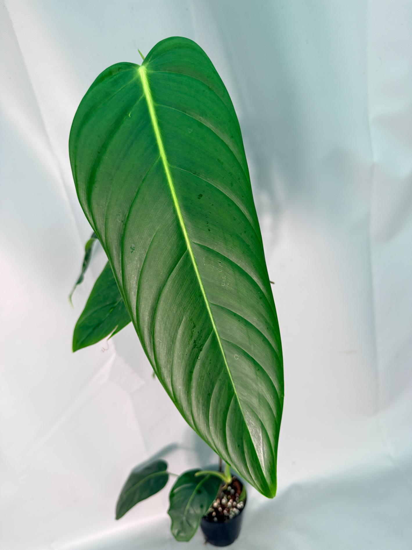 Philodendron Patriciae XL 08