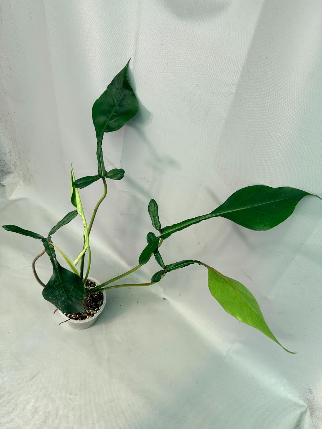 Philodendron Joepii  XL 09