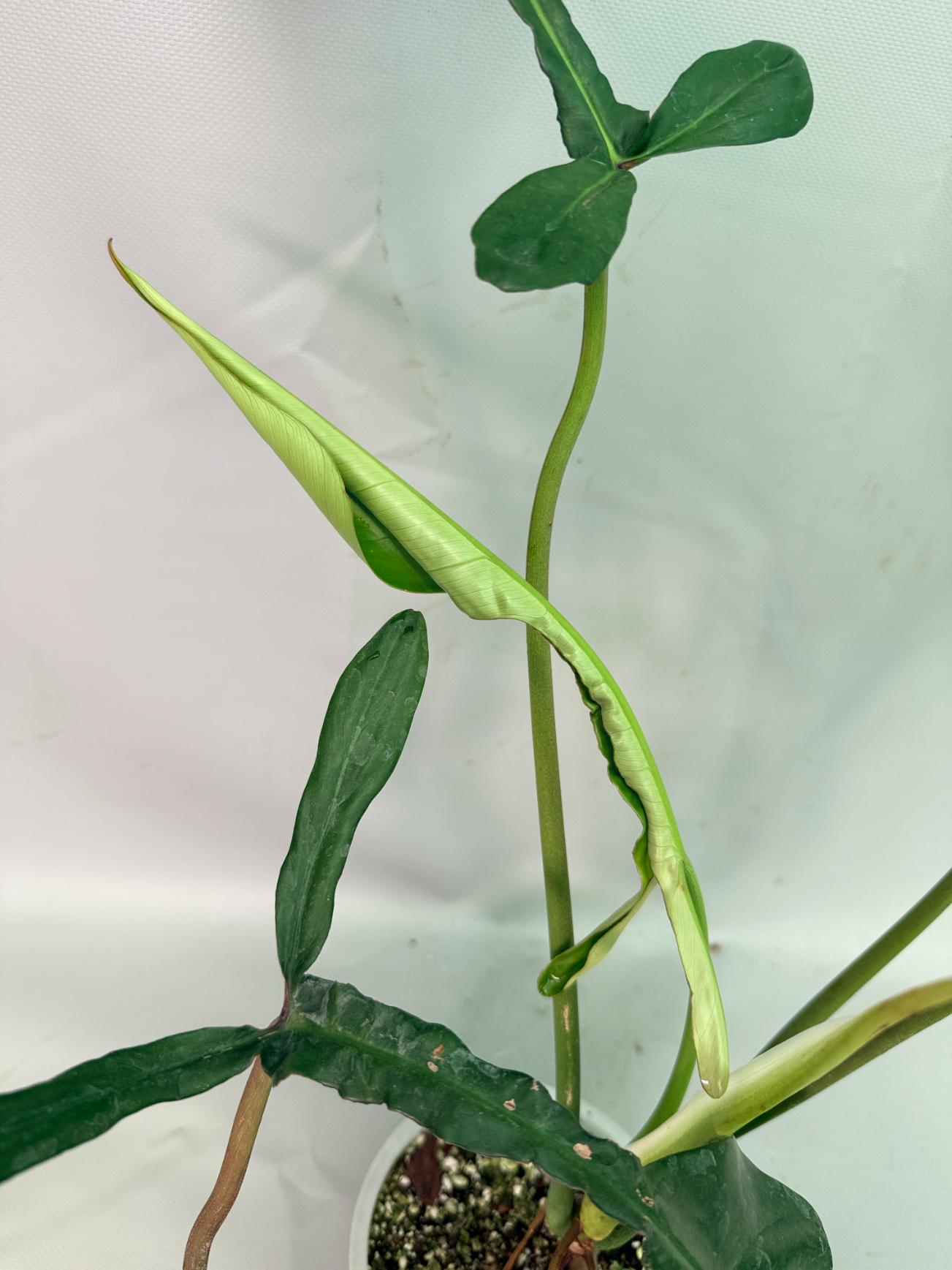 Philodendron Joepii  XL 10