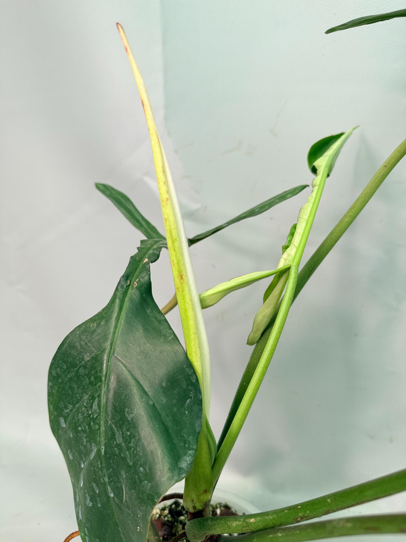 Philodendron Joepii  XL 11