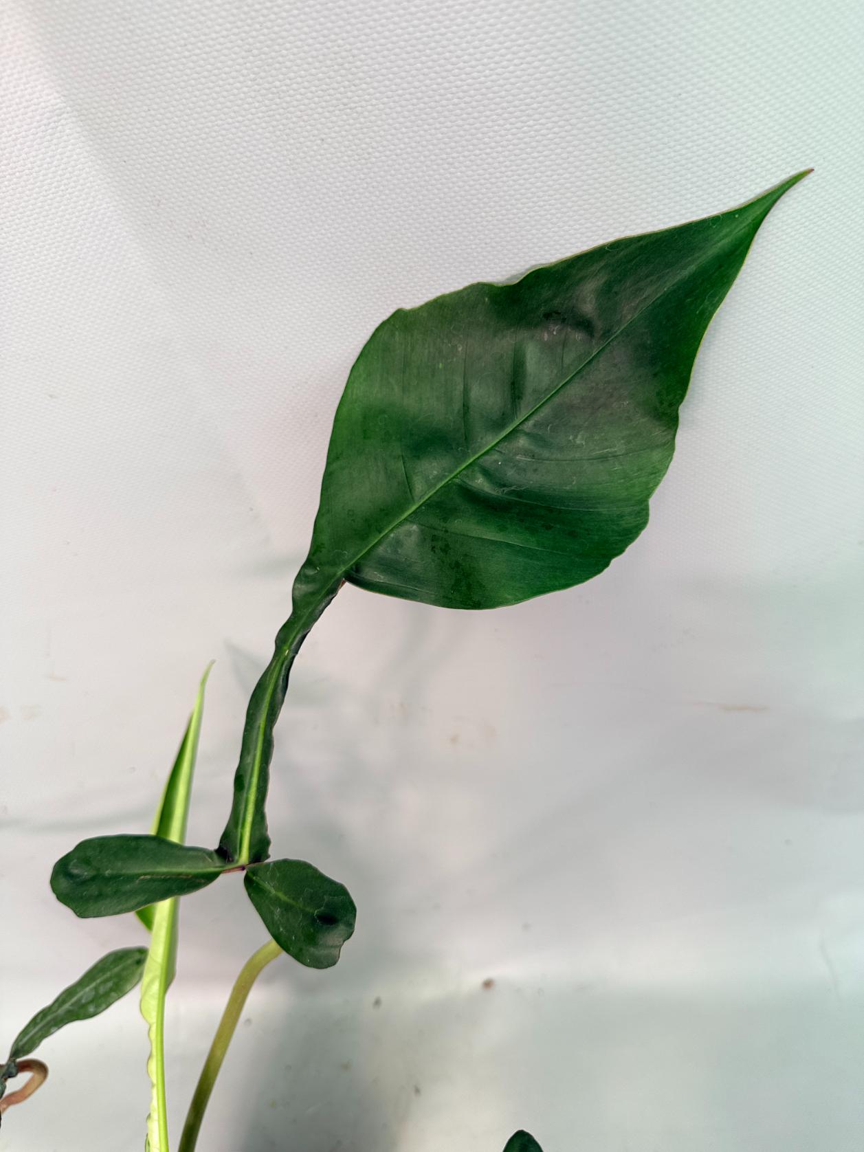 Philodendron Joepii  XL 12