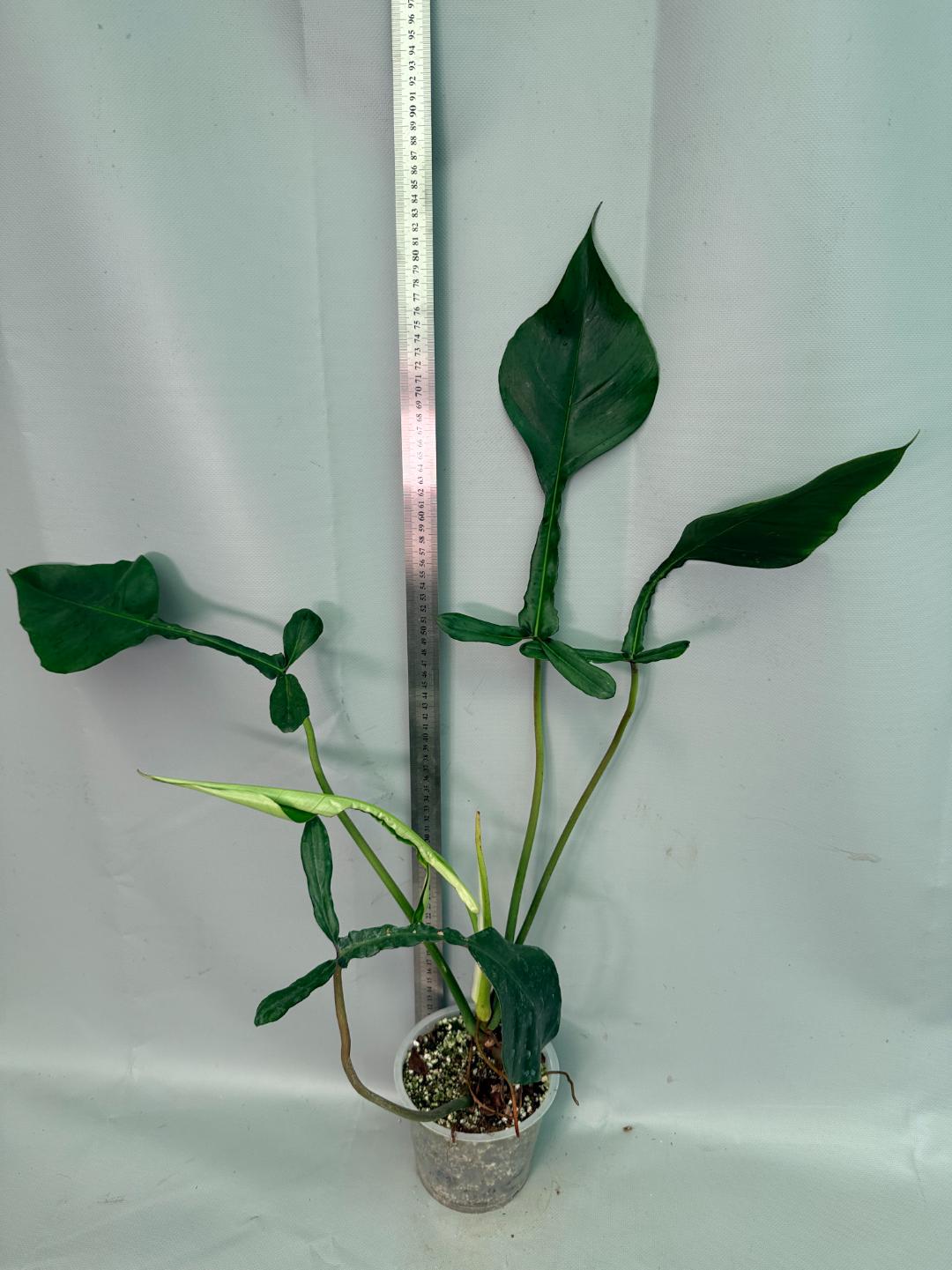 Philodendron Joepii  XL 03