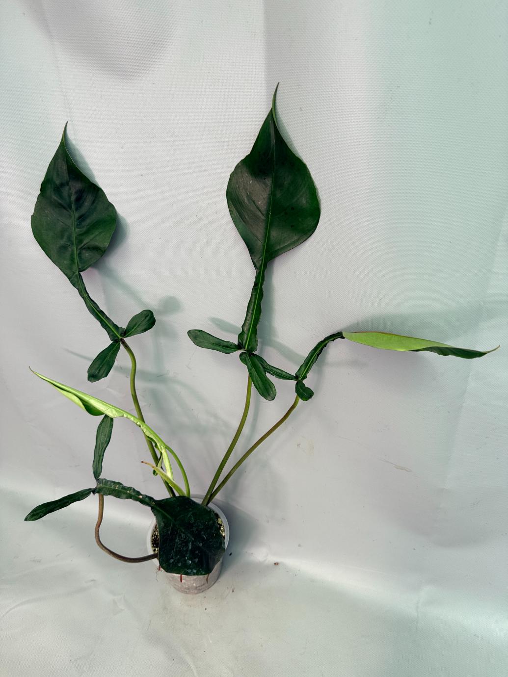 Philodendron Joepii  XL 02