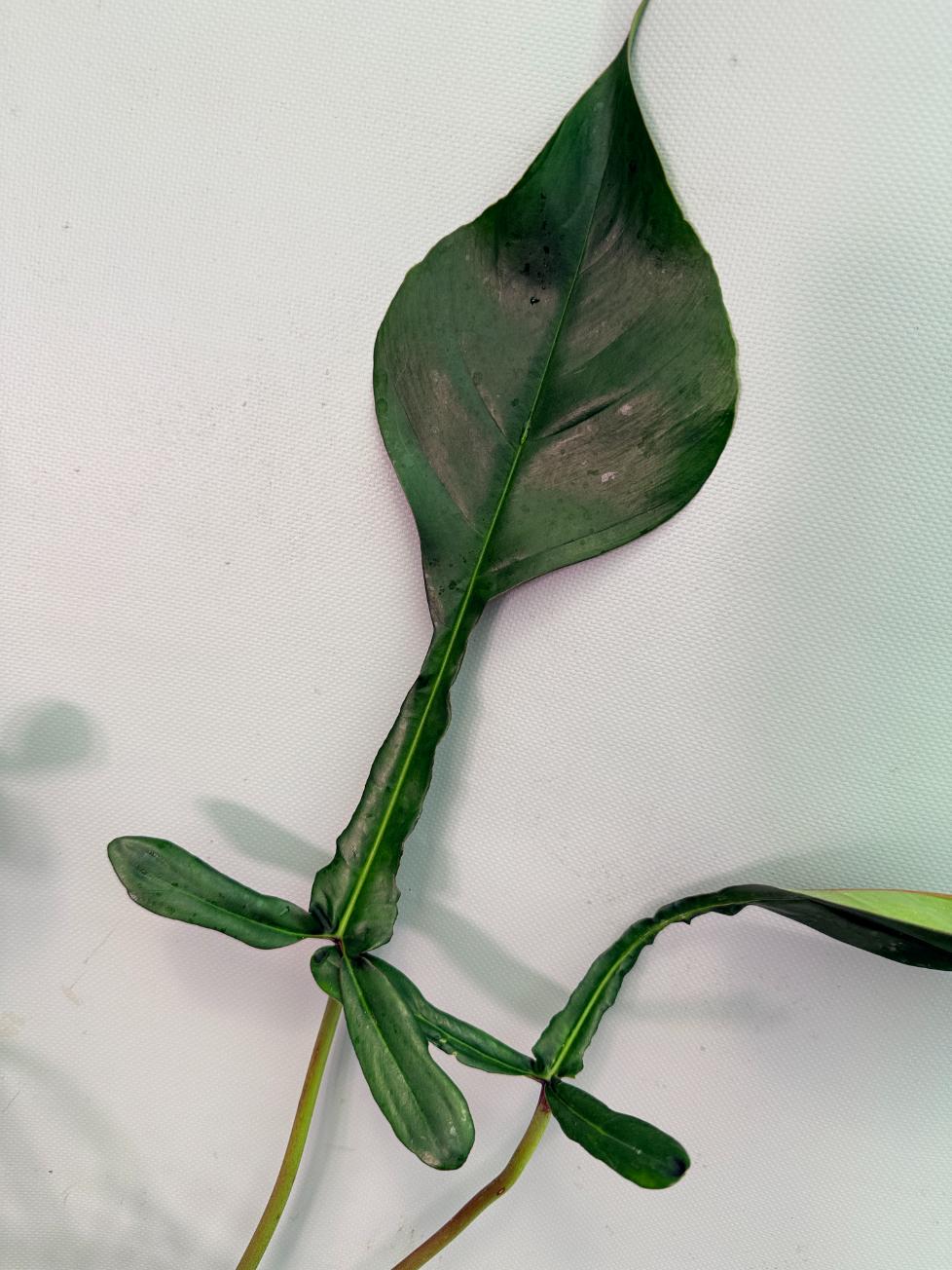 Philodendron Joepii  XL 05