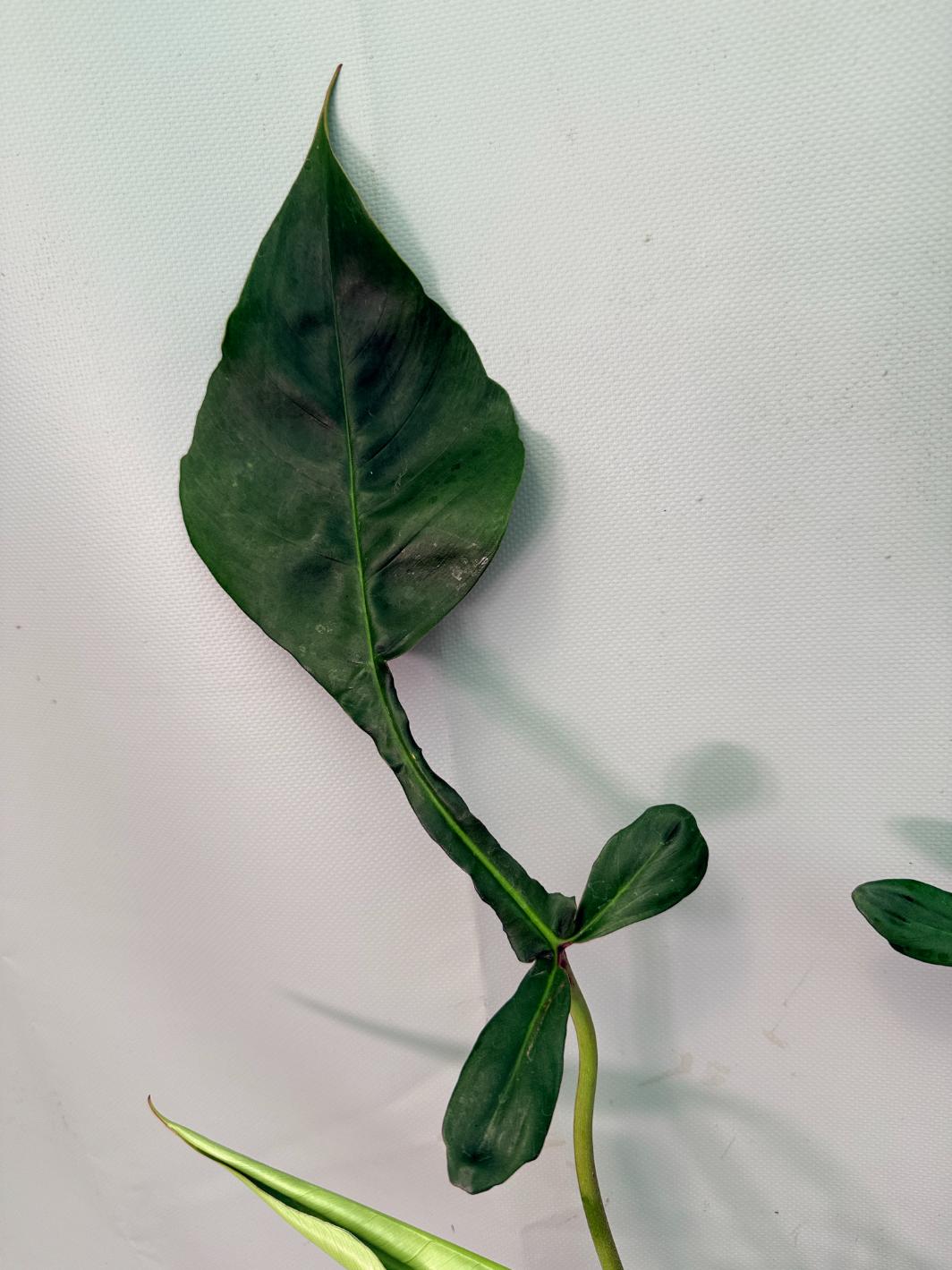 Philodendron Joepii  XL 06