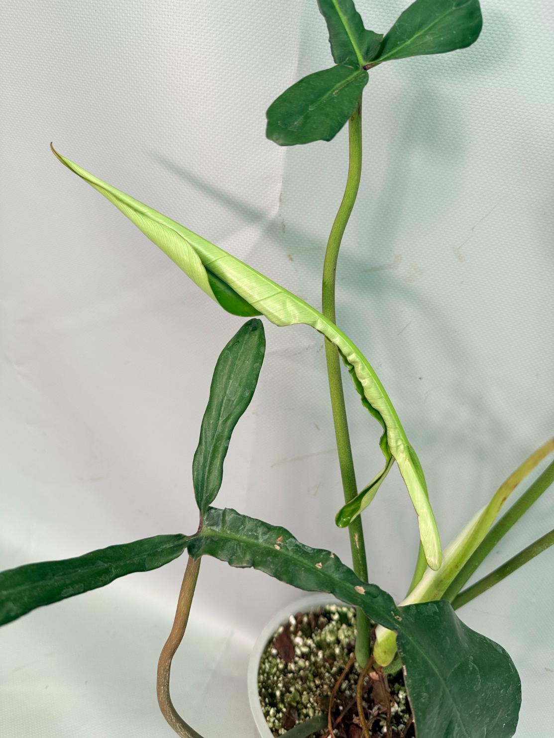 Philodendron Joepii  XL 01