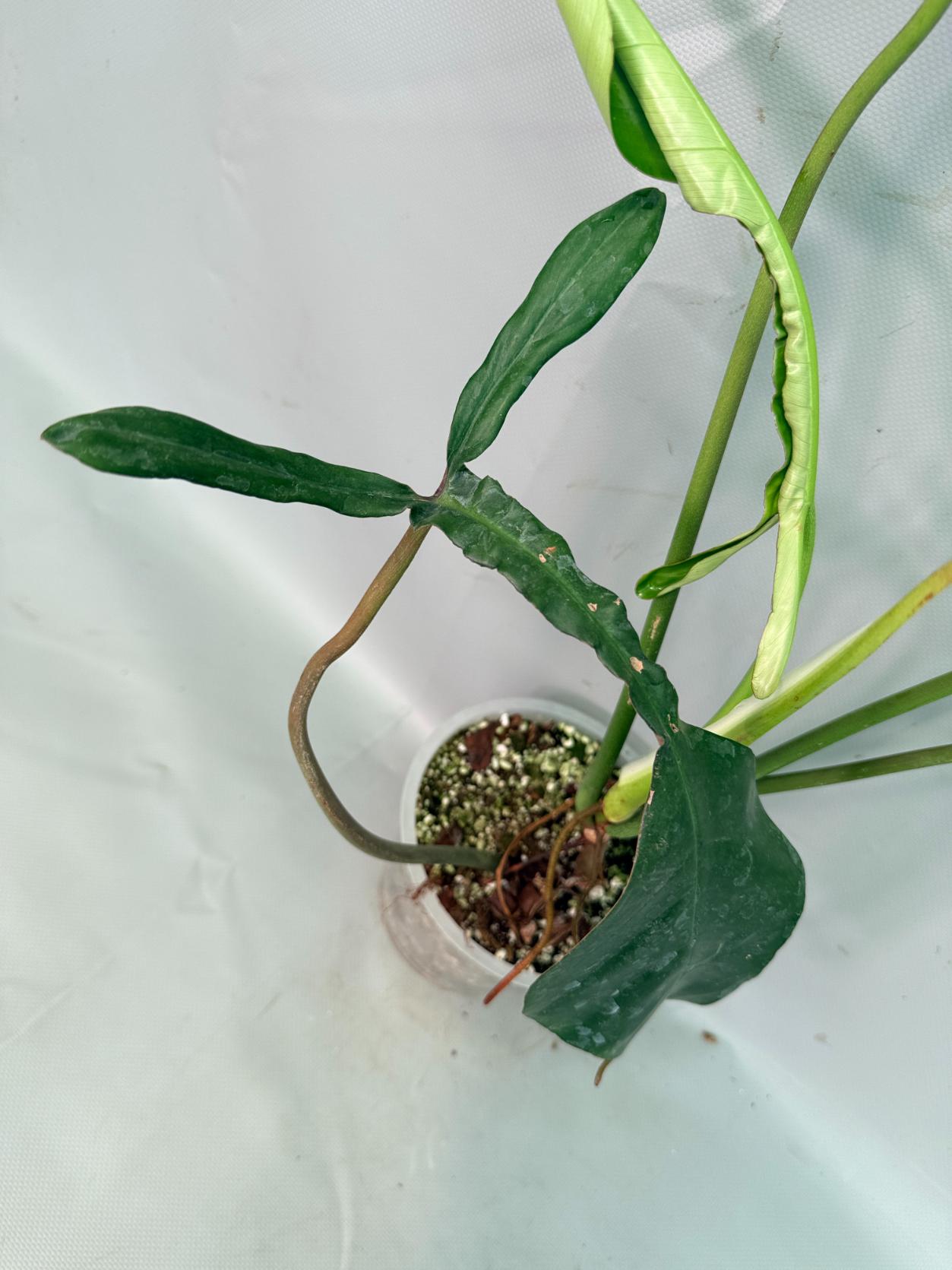 Philodendron Joepii  XL 07