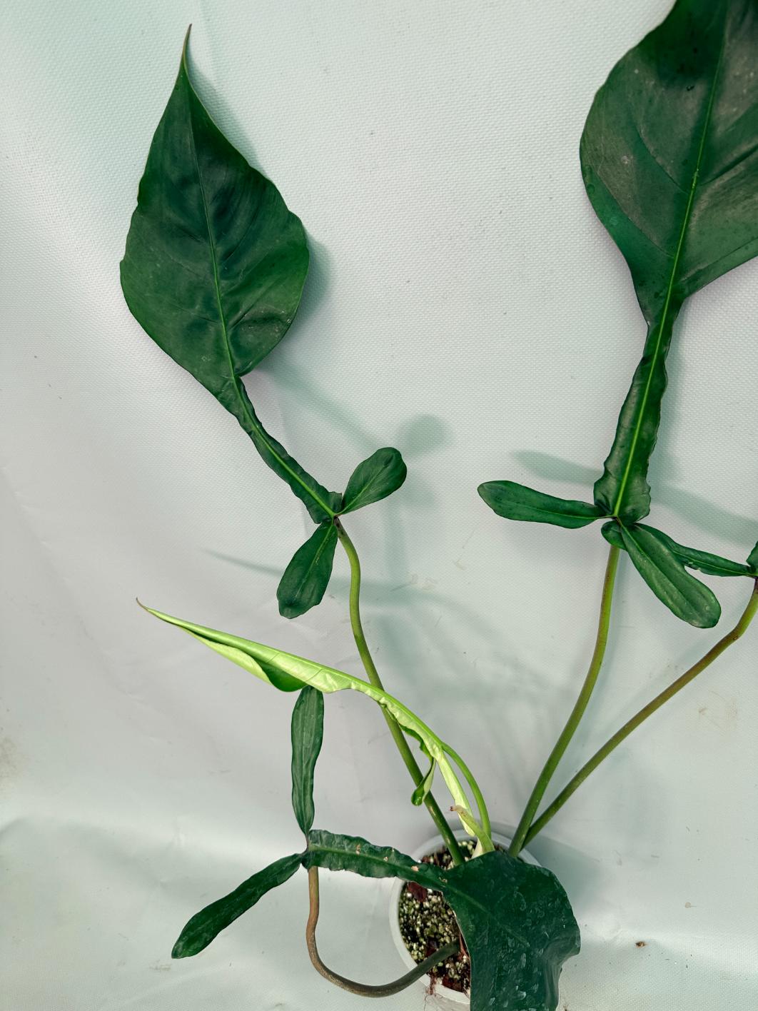 Philodendron Joepii  XL 08