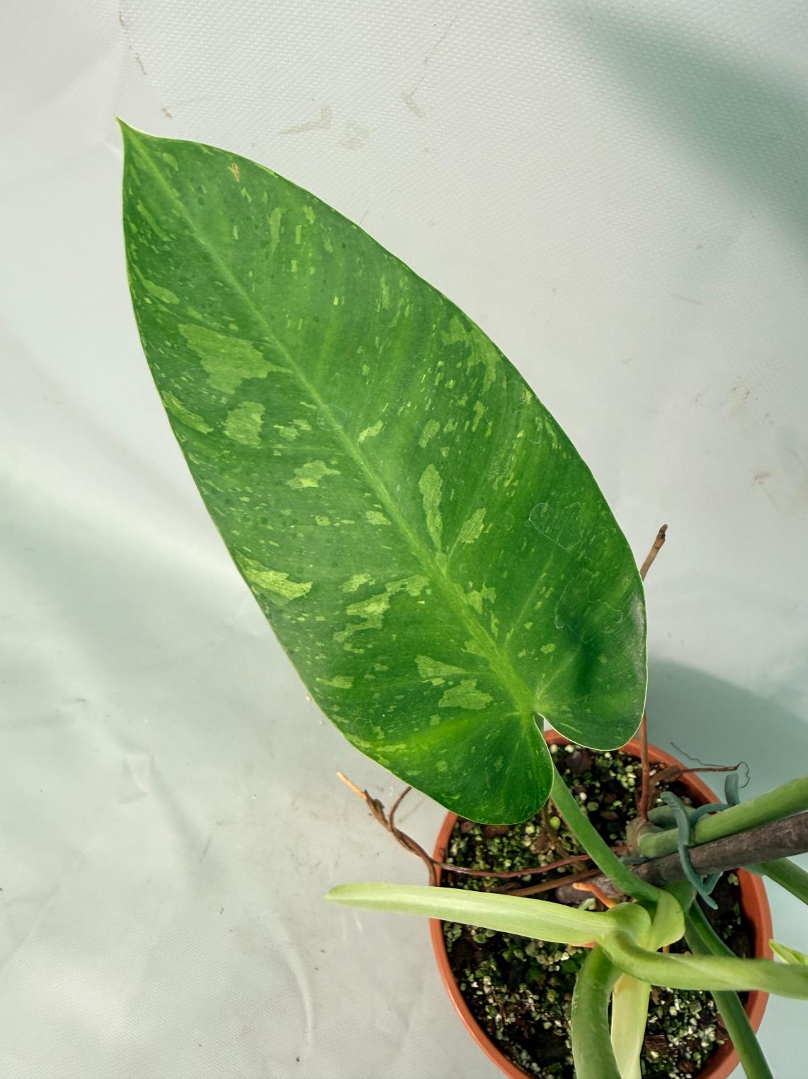 Philodendron Jose Buono variegata XL 09