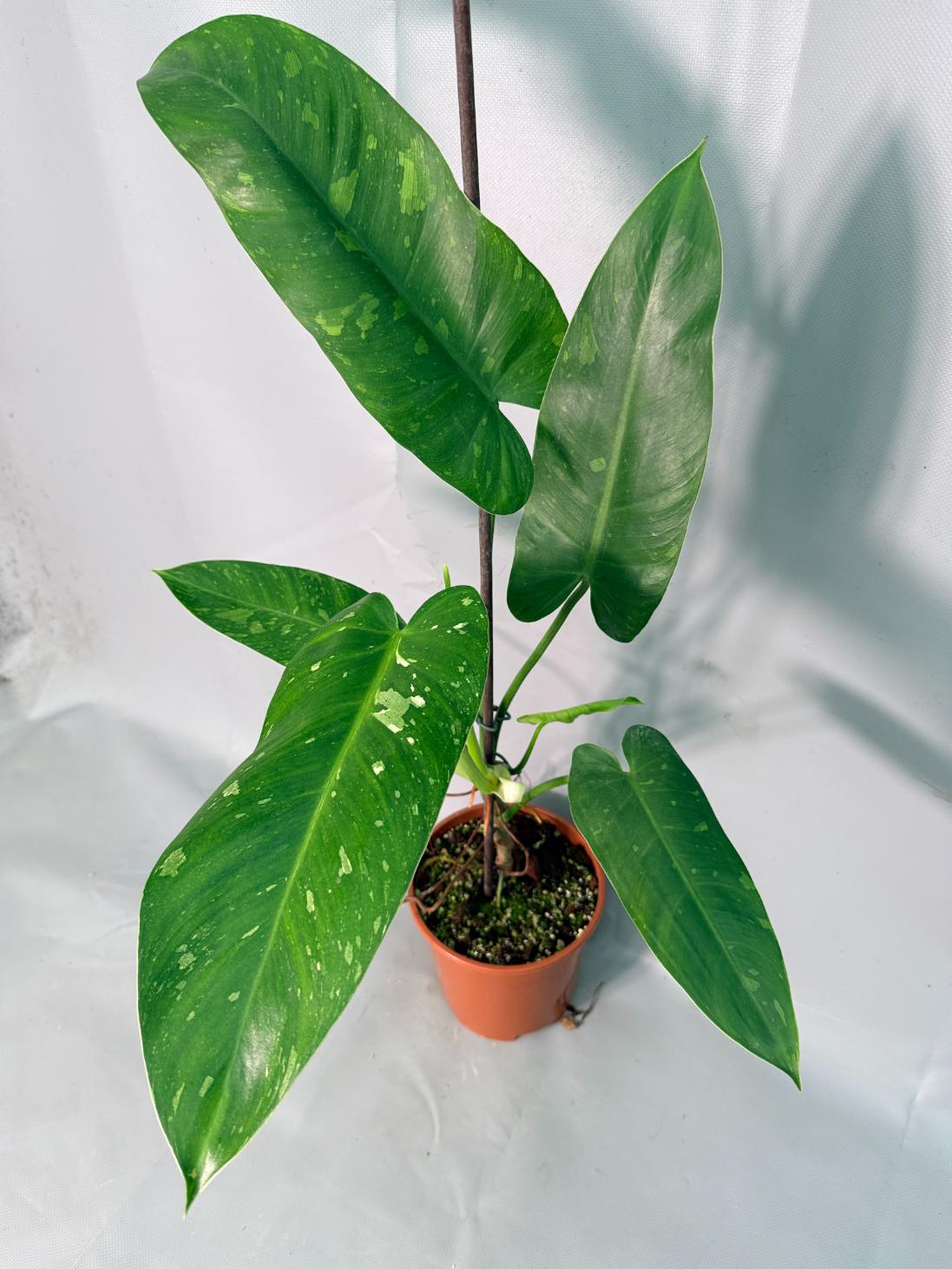 Philodendron Jose Buono variegata XL 10