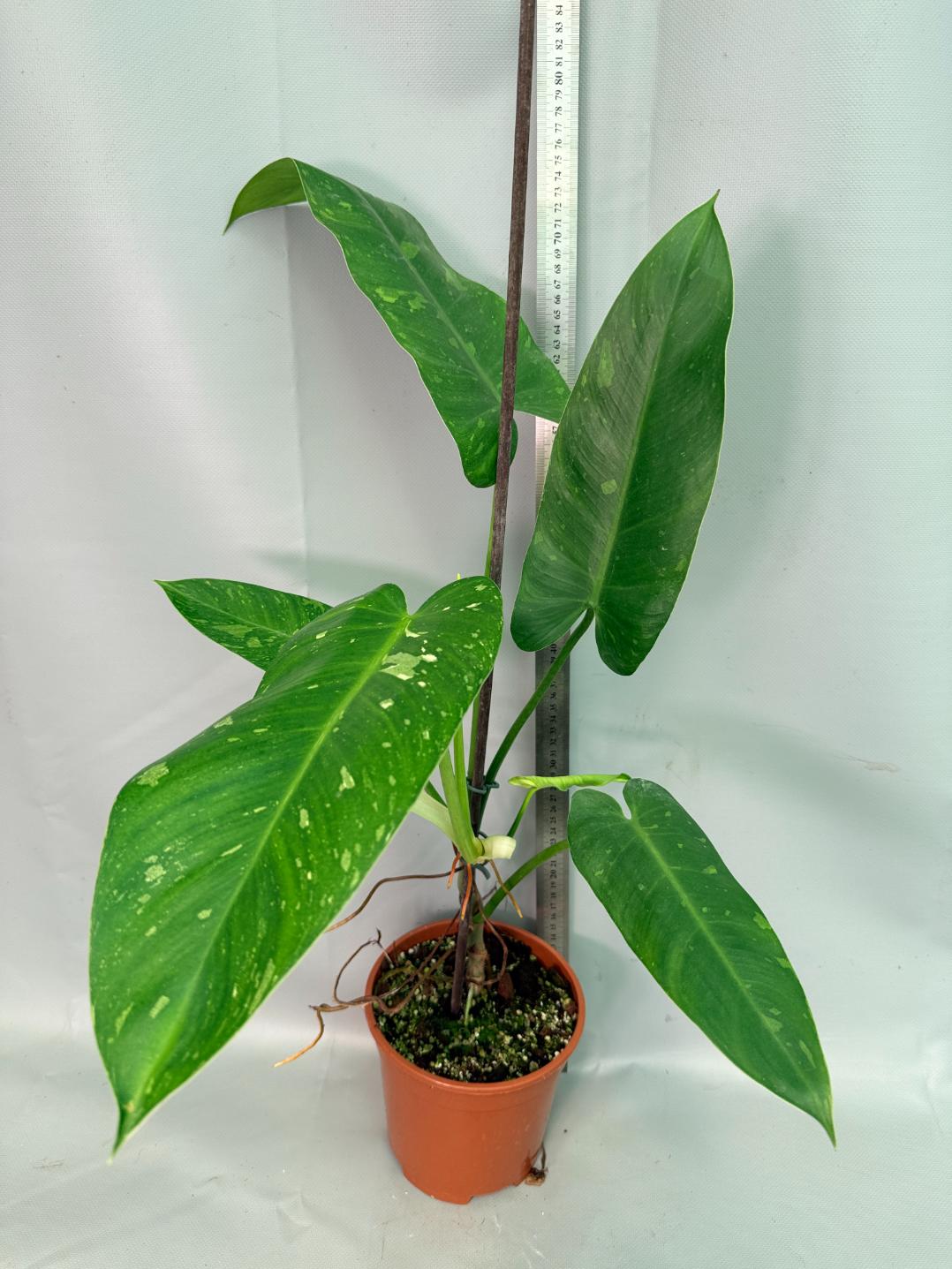 Philodendron Jose Buono variegata XL 02