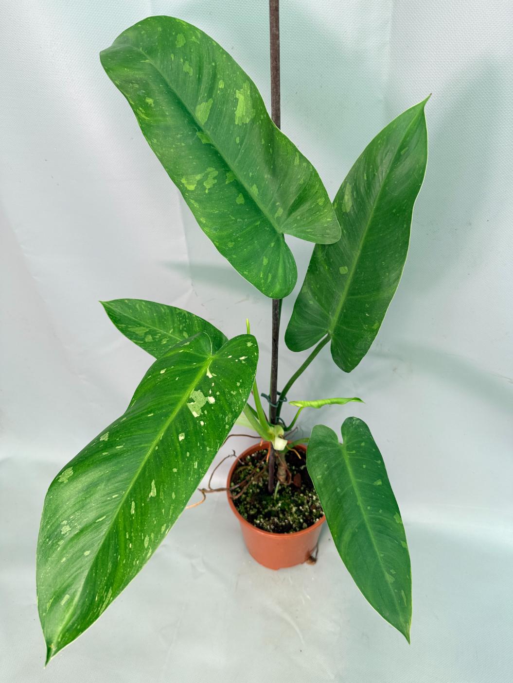 Philodendron Jose Buono variegata XL 01