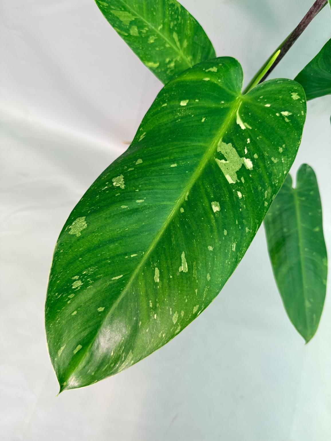 Philodendron Jose Buono variegata XL 03
