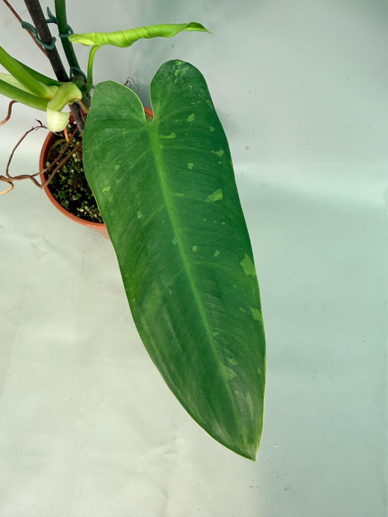 Philodendron Jose Buono variegata XL 04