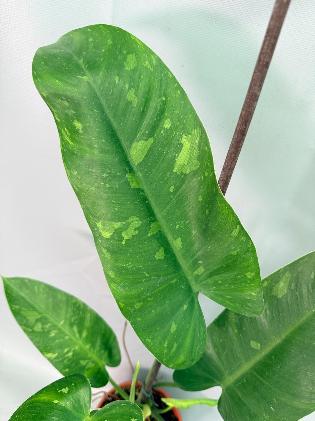 Philodendron Jose Buono variegata XL 05