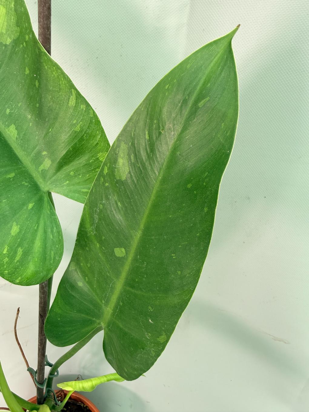 Philodendron Jose Buono variegata XL 06