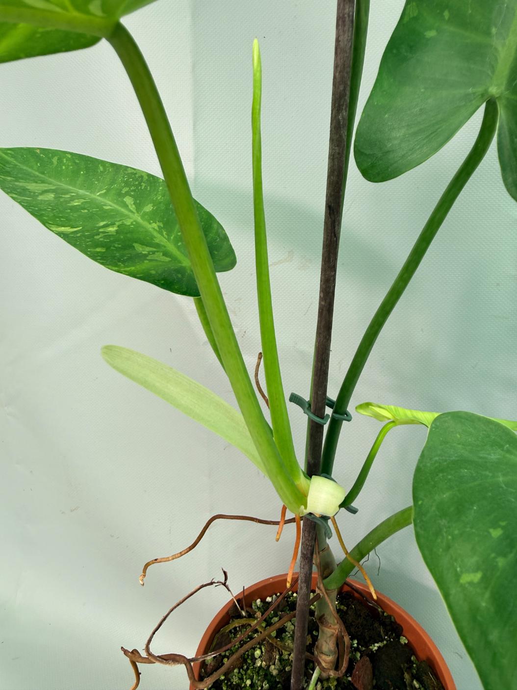 Philodendron Jose Buono variegata XL 07