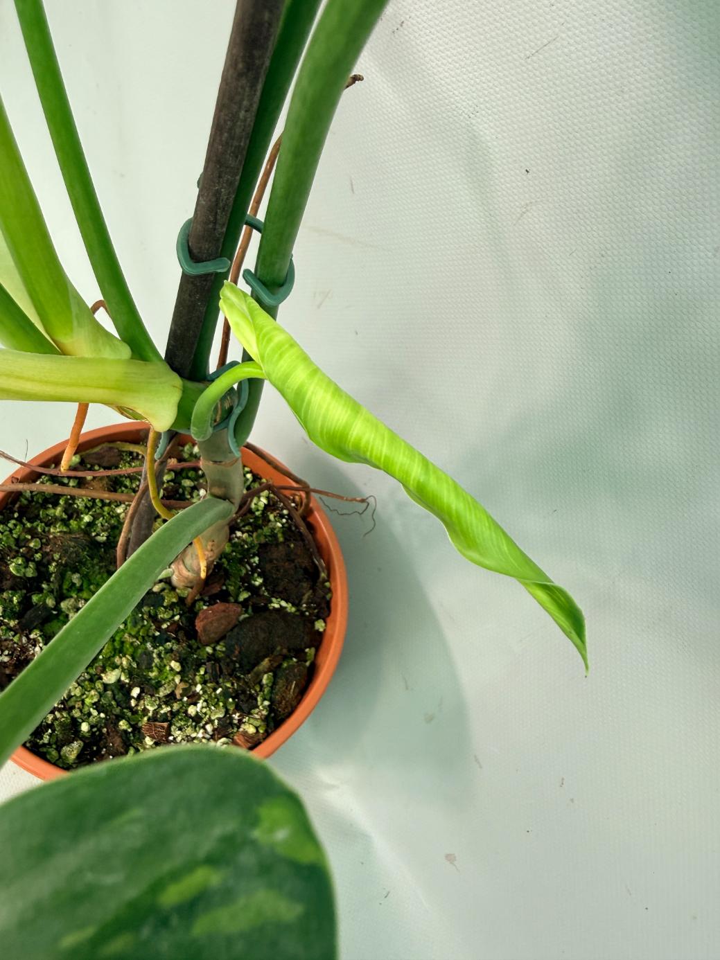 Philodendron Jose Buono variegata XL 08