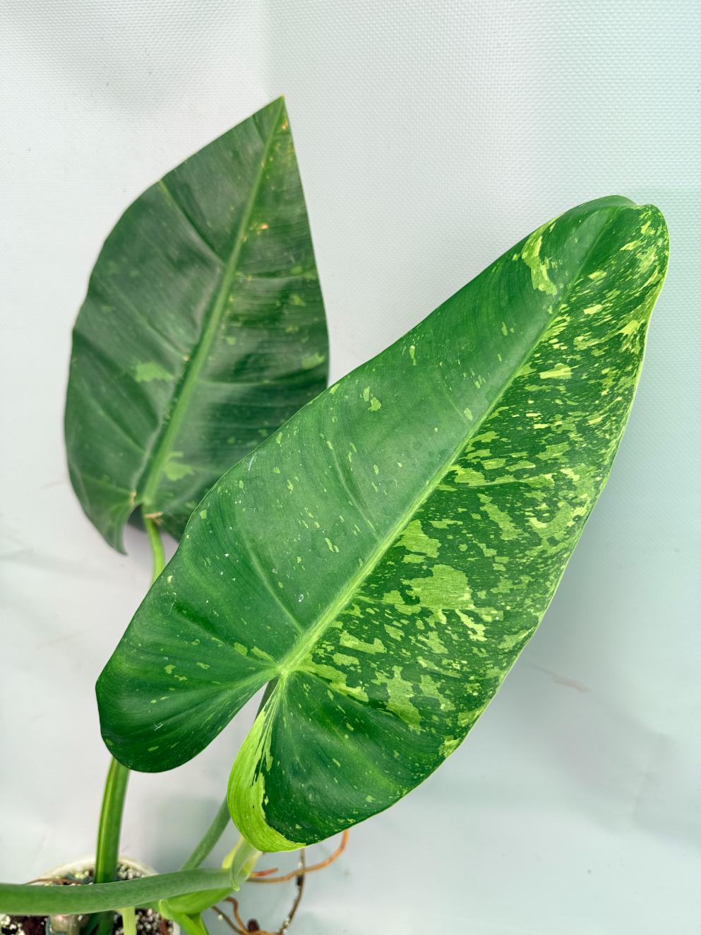 Philodendron Jose Buono variegata XL 08