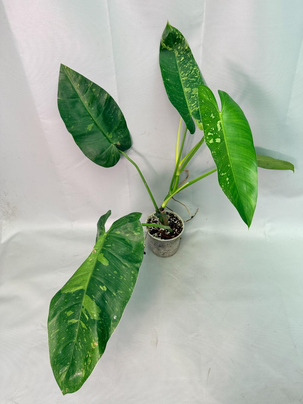 Philodendron Jose Buono variegata XL 09