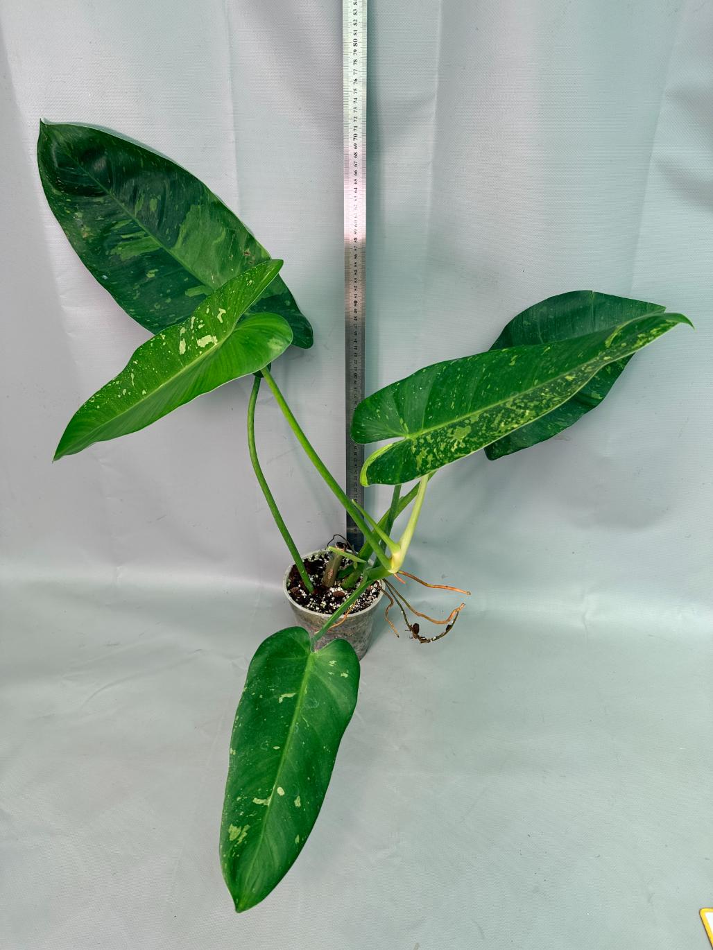 Philodendron Jose Buono variegata XL 01