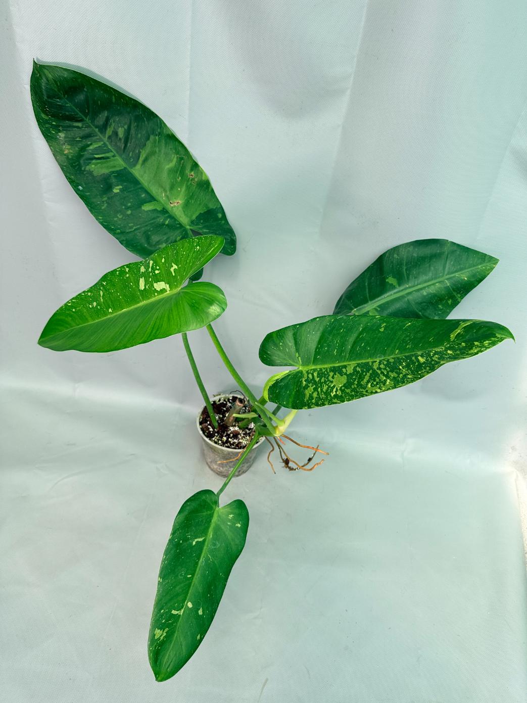 Philodendron Jose Buono variegata XL 02