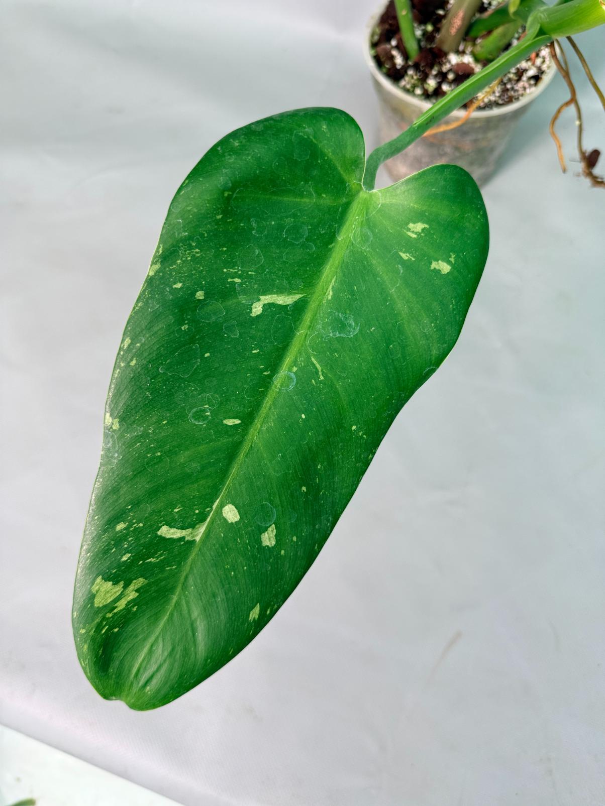 Philodendron Jose Buono variegata XL 03