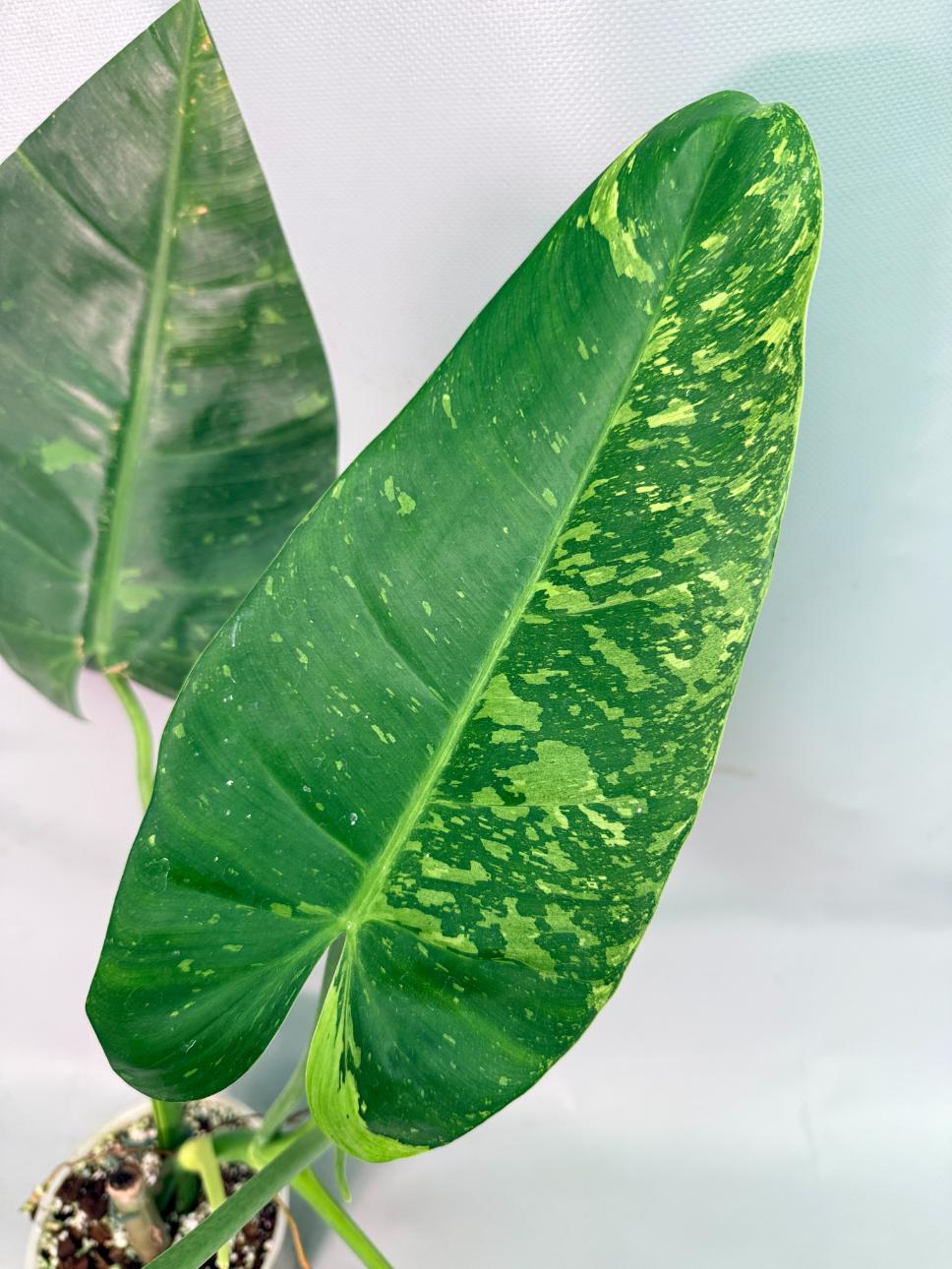 Philodendron Jose Buono variegata XL 04
