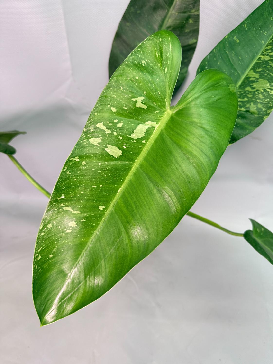 Philodendron Jose Buono variegata XL 05