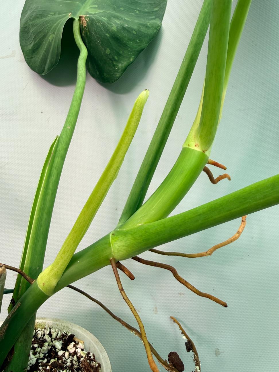 Philodendron Jose Buono variegata XL 06