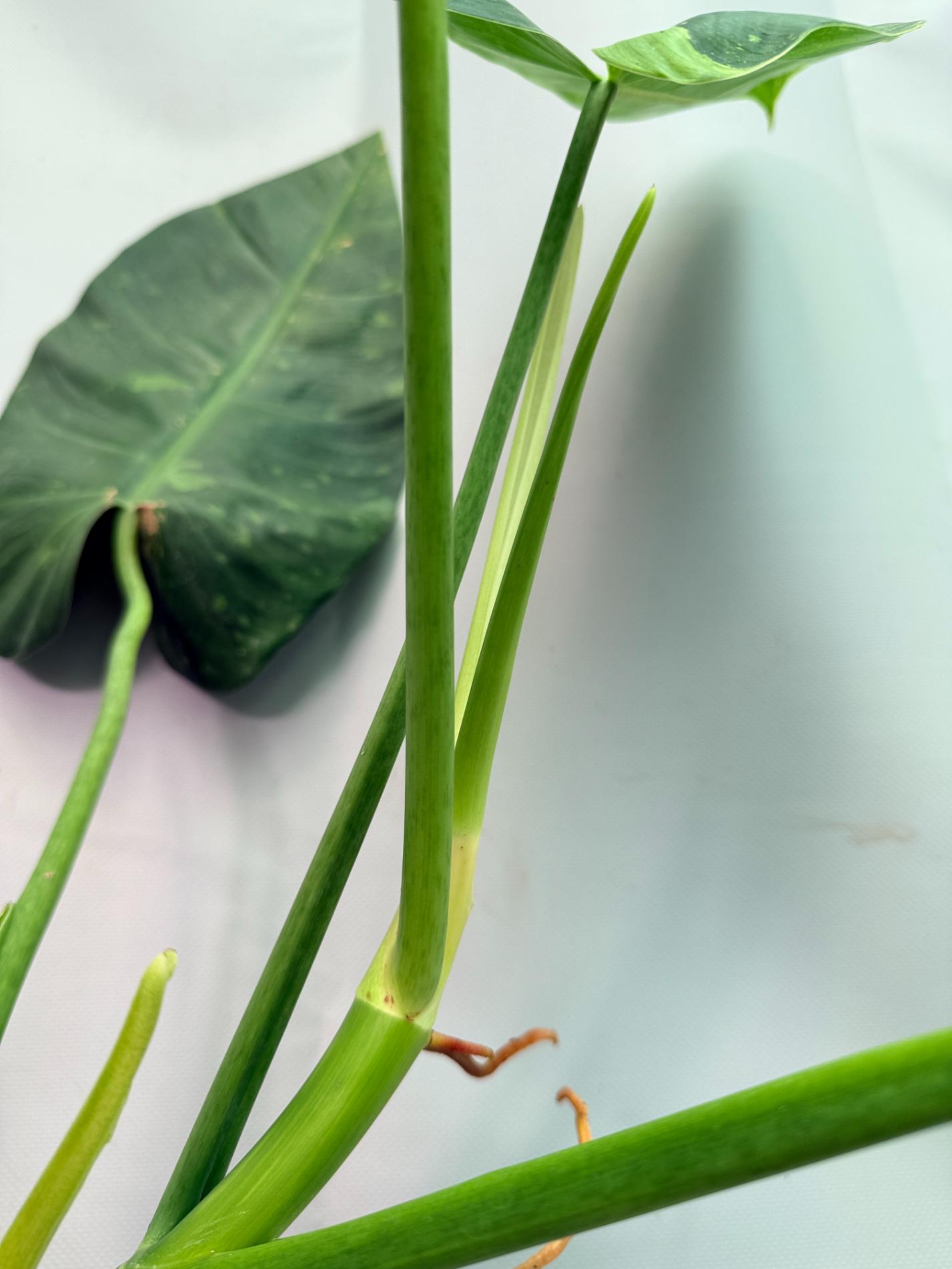 Philodendron Jose Buono variegata XL 07