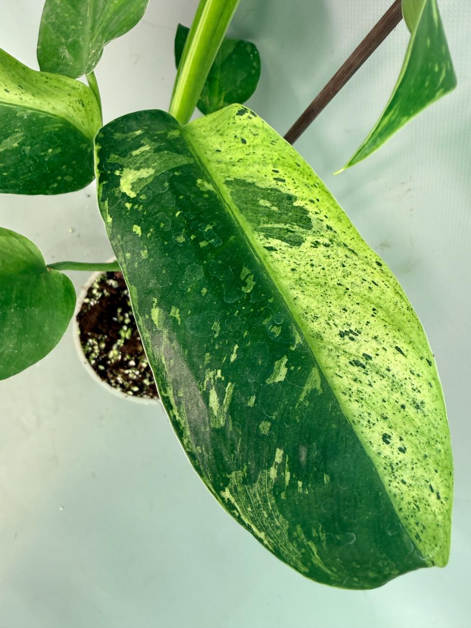 Philodendron Jose Buono variegata XL 08