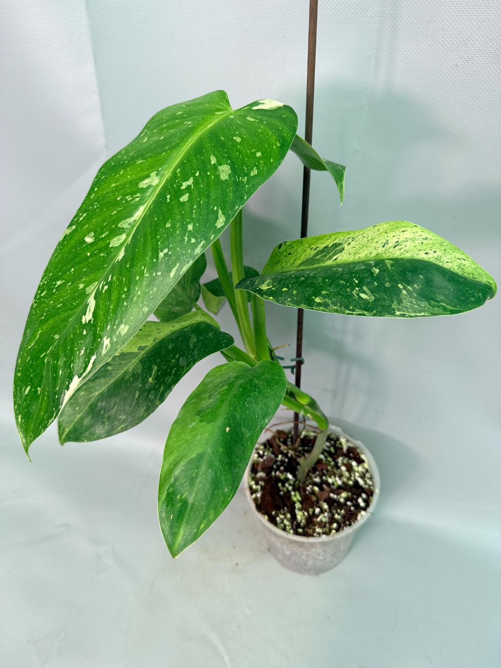 Philodendron Jose Buono variegata XL 09