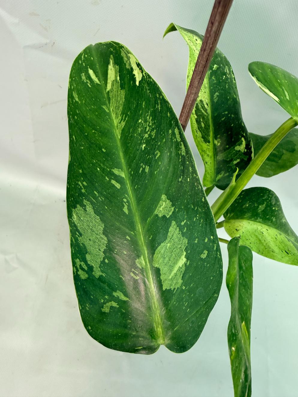 Philodendron Jose Buono variegata XL 10
