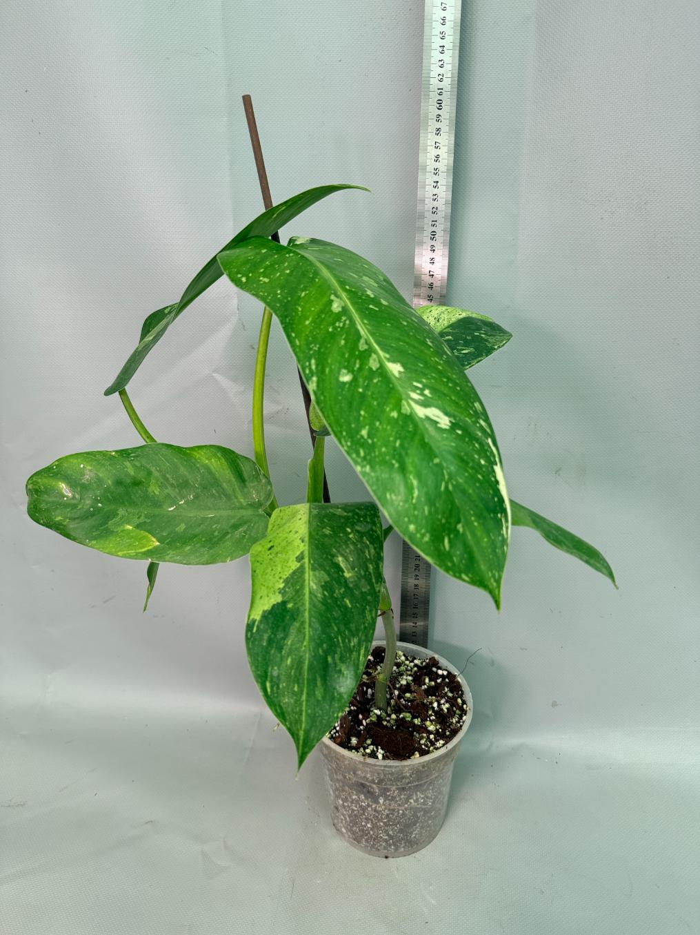 Philodendron Jose Buono variegata XL 01